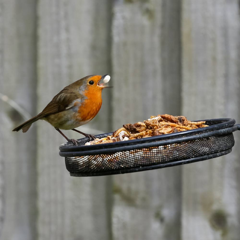 Robin and Song Bird Seed Mix - 12.55kg